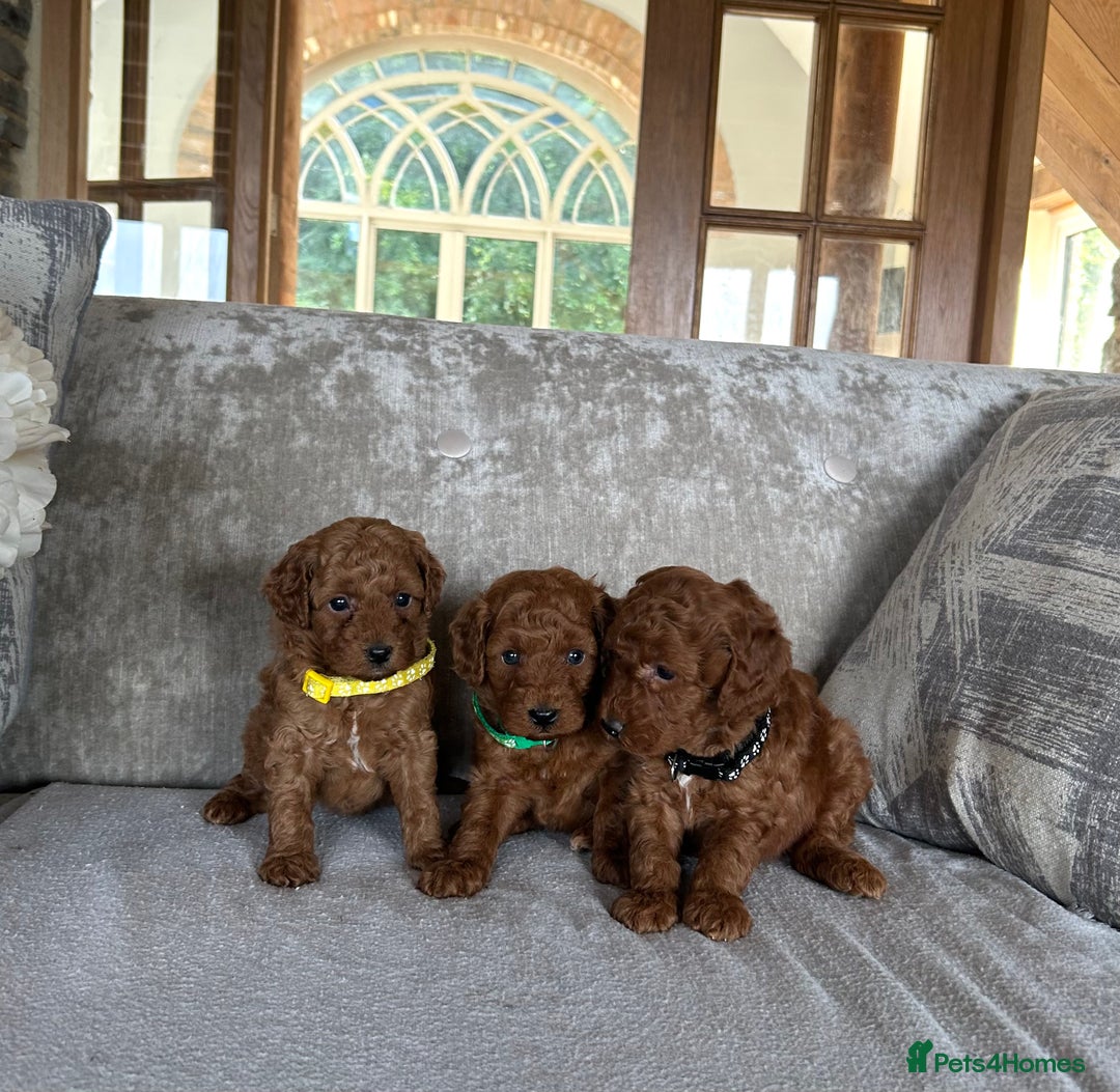 Miniature Poodle dogs for sale: Red KC registered miniature poodles  - Image 5