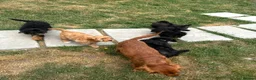 Cavapoo dogs for sale: Beautiful fluffy cavapoos - Advert 9