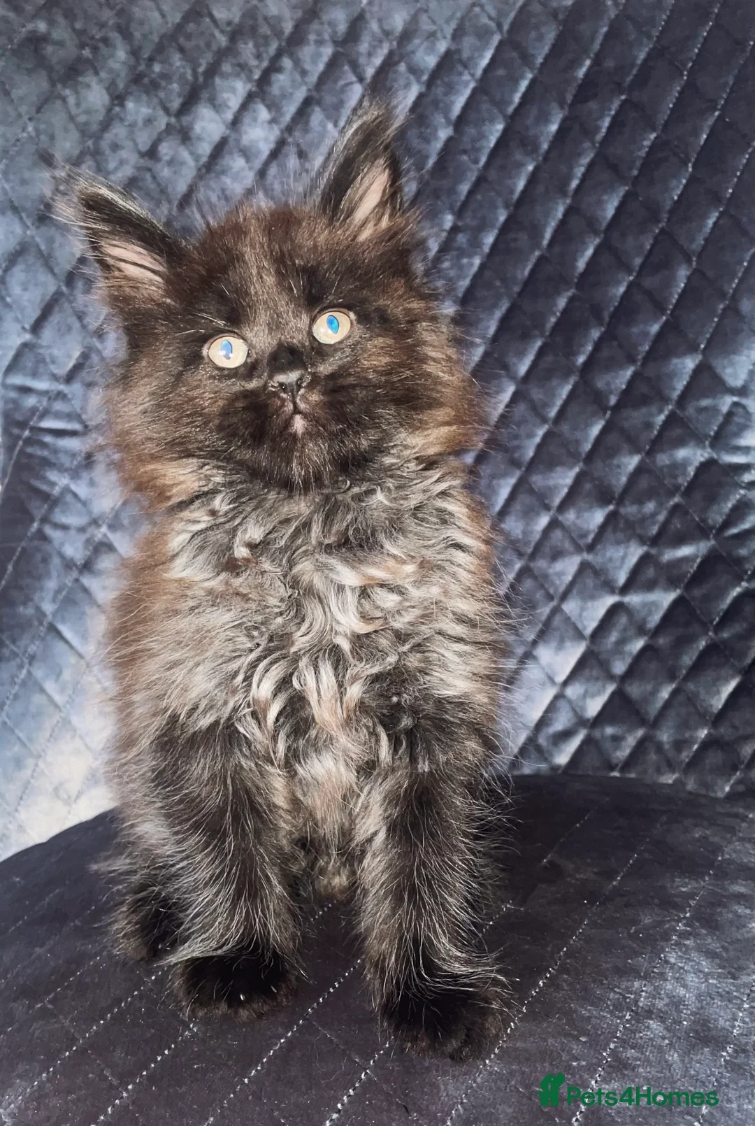 Maine Coon cats for sale: Giant Russian Mainecoons Kittens - Advert 20