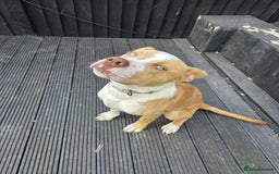 Mixed Breed dogs for sale: Beau  - Image 1