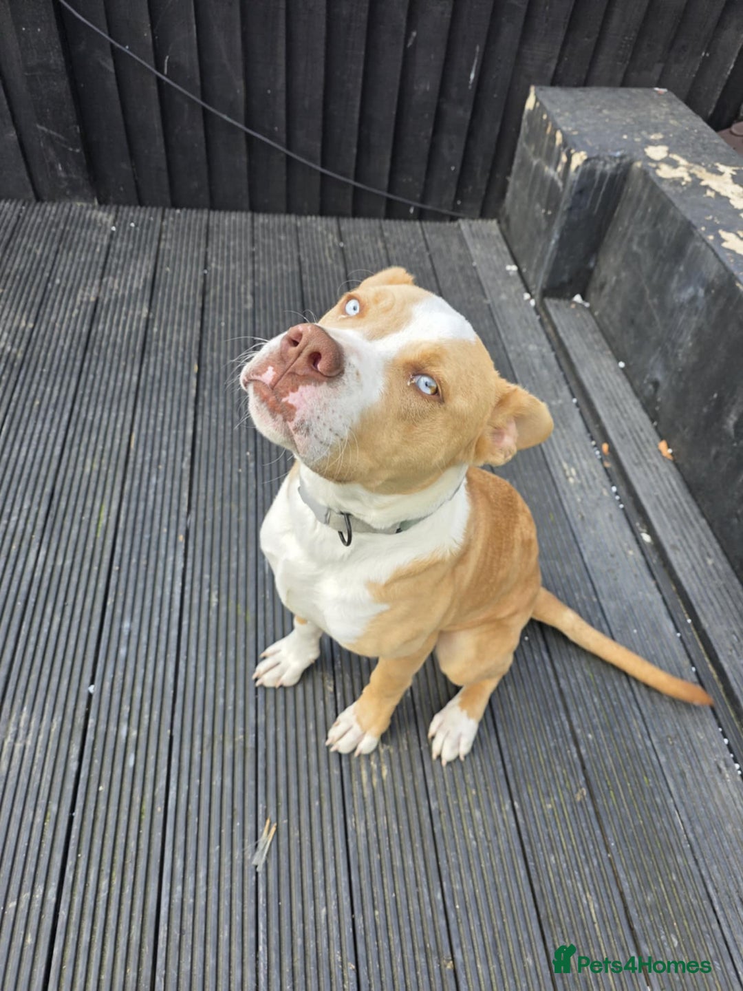 Mixed Breed dogs for sale: Beau  - Image 1