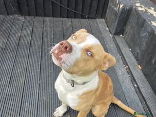 Mixed Breed dogs - Advert 9