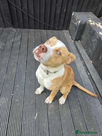 Mixed Breed dogs - Advert 1