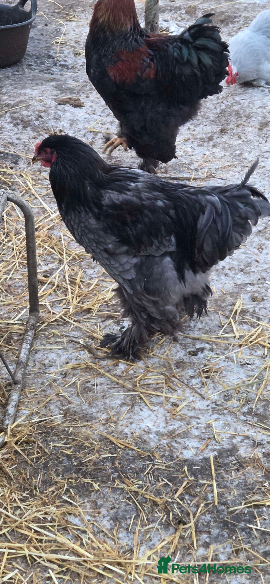 Chickens poultry for sale: Roosters for sale-East Ipswich in Ipswich  - Advert 5