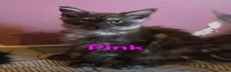 Maine Coon cats for sale: Mainecoon tica reg polydactyl kittens - Advert 9