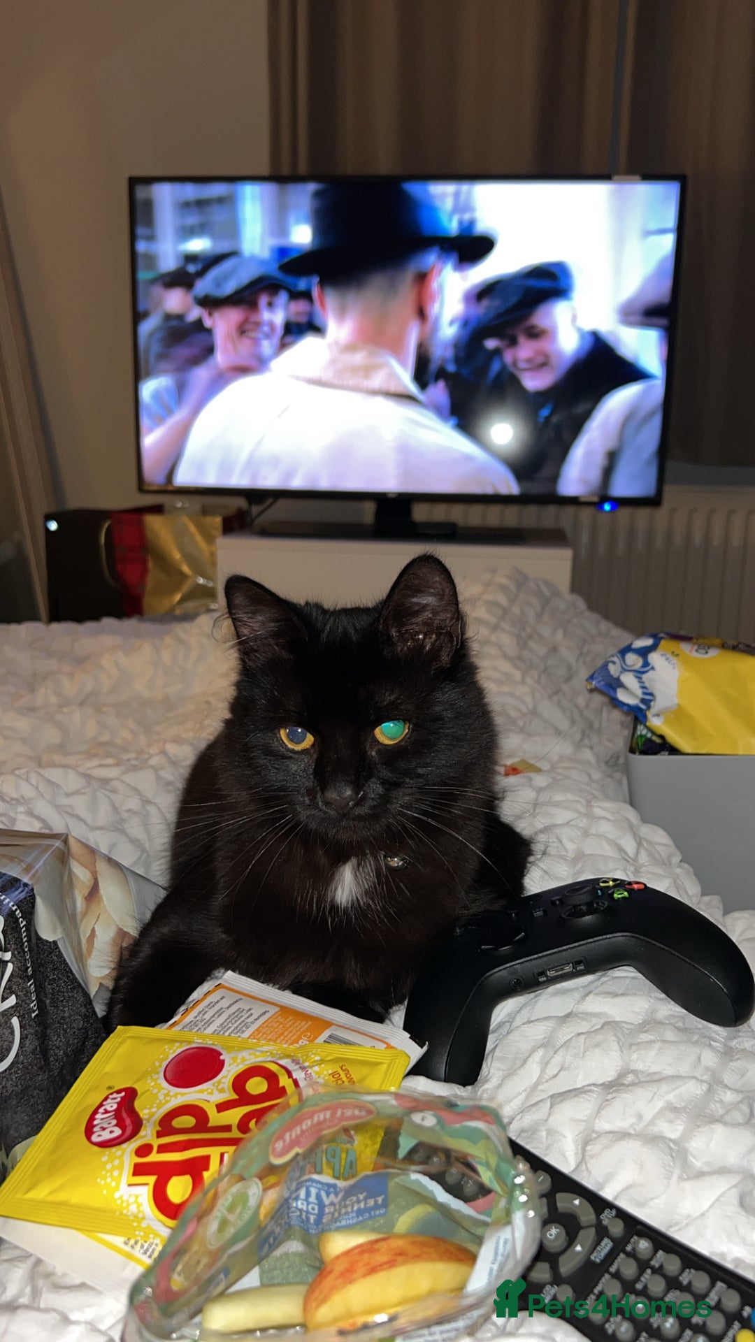 RagaMuffin cats for sale: Cat, Oreo - Advert 10