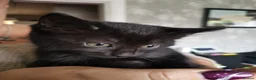 British Shorthair cats for sale: 6 beautiful kittens ready for their forever homes - Advert 7