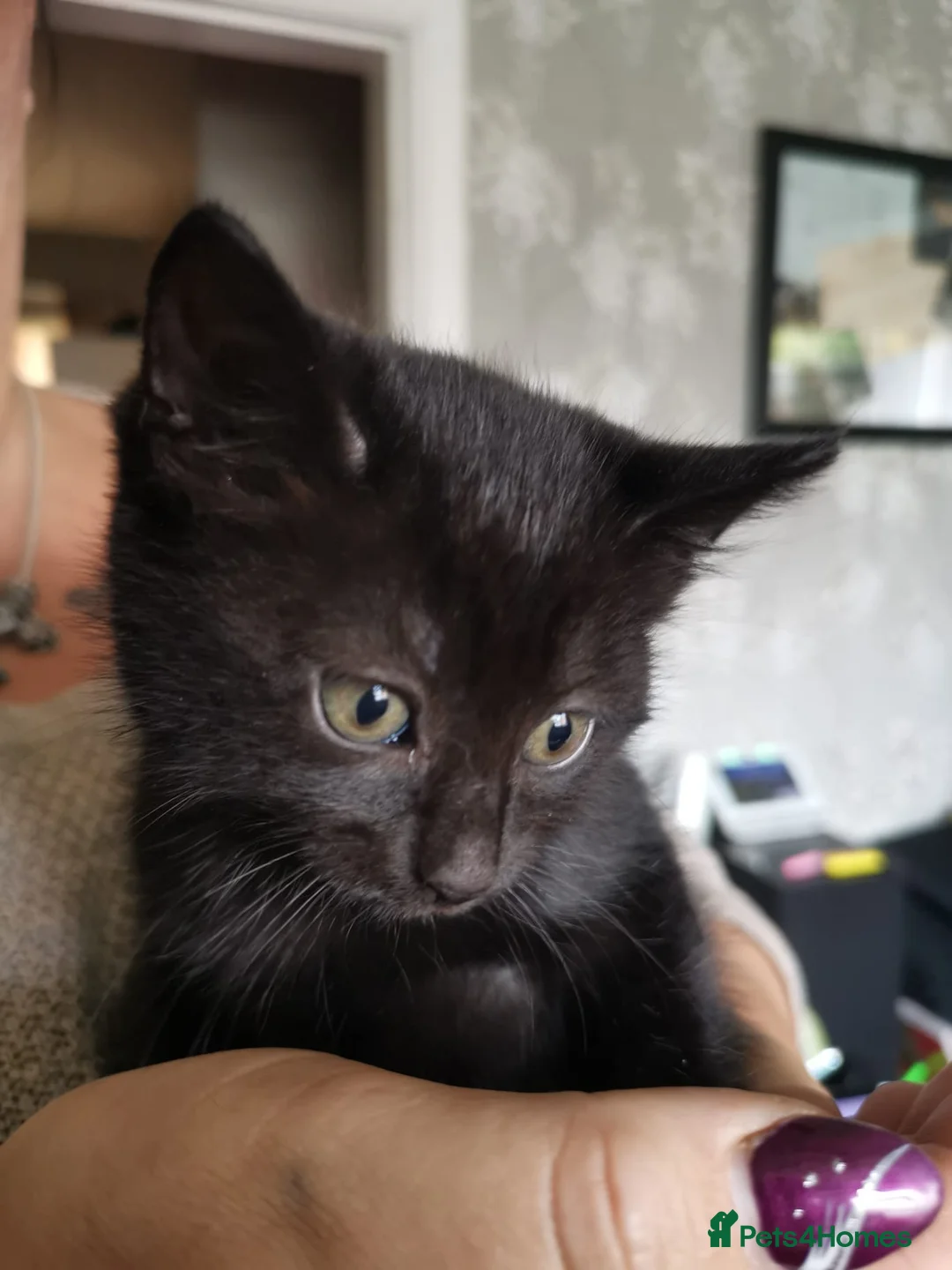 British Shorthair cats for sale: 6 beautiful kittens ready for their forever homes - Advert 7