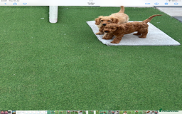 Cockapoo dogs for sale: Cockapoo puppies for sale  - Image 3