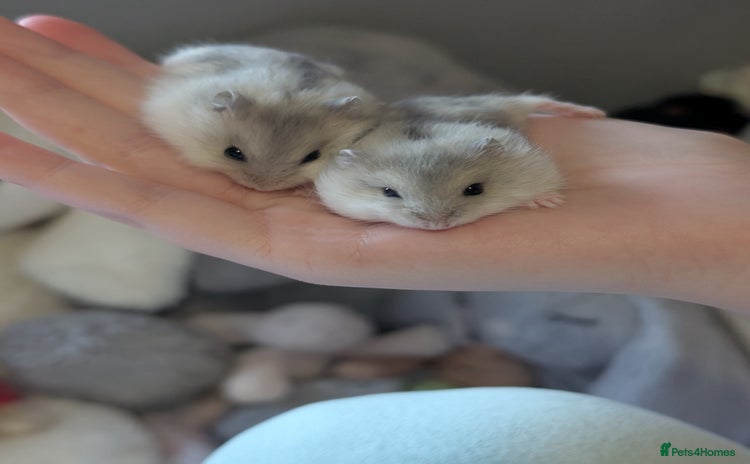 Hamster rodents - Advert 5