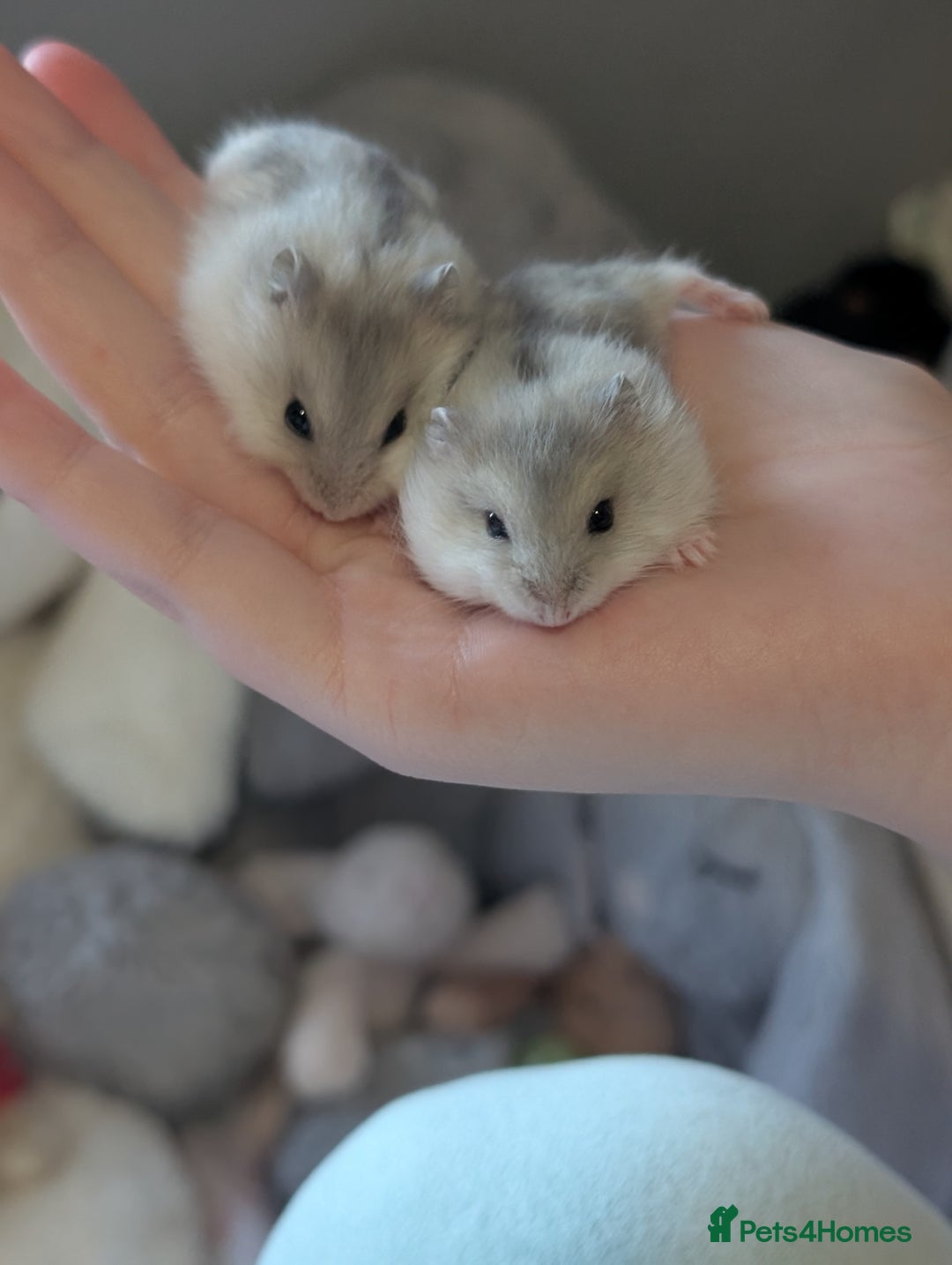 Hamster rodents for sale: Russian baby hamsters  - Image 1