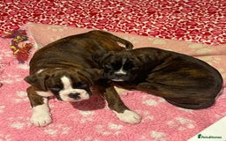 Boxer dogs for sale: Beautiful boxer puppies available  - Image 38