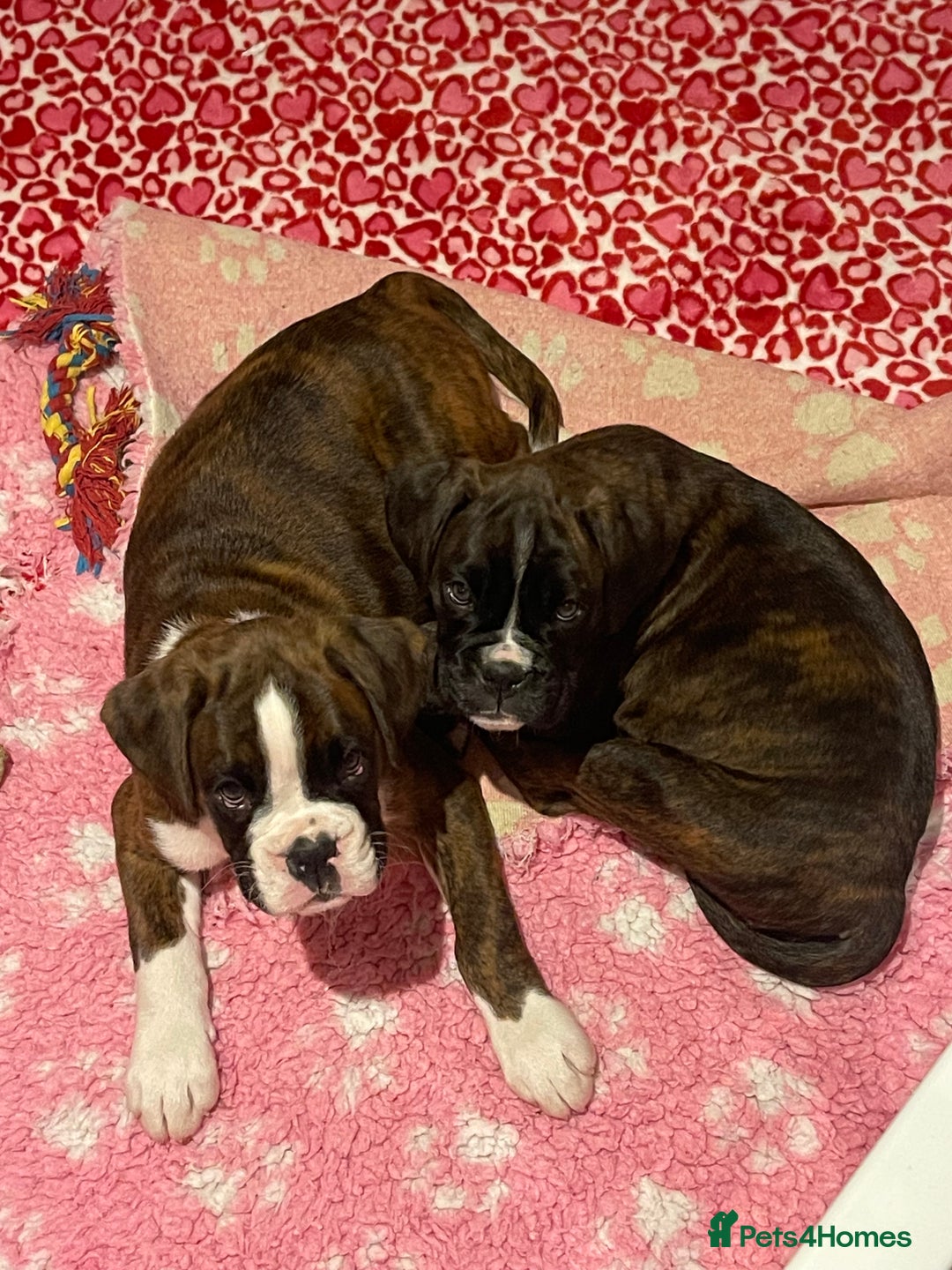 Boxer dogs for sale: Beautiful boxer puppies available  - Image 38