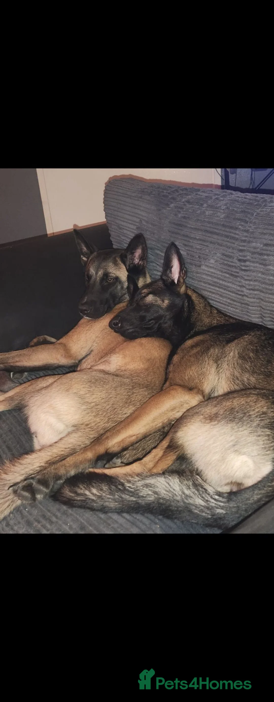 Mixed Breed dogs for sale: Luna Female Belgium Malinous cross Akita - Advert 3
