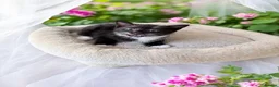 Mixed Breed cats for sale: Kittens looking for new home - Advert 14