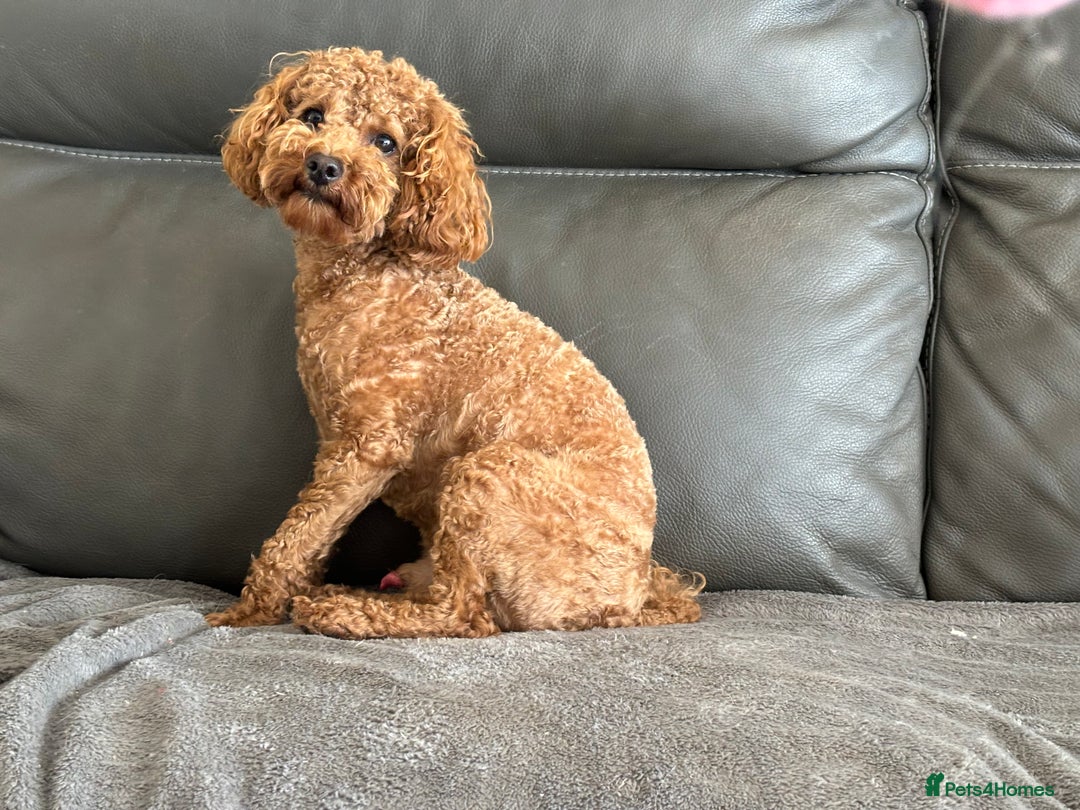 Toy Poodle dogs for sale: KC Toy Poodle Boy - Image 18
