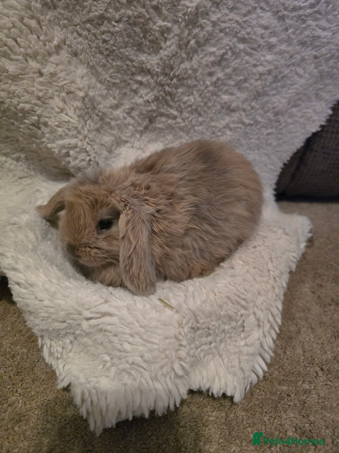 Mini Lion Lop rabbits for sale: Mini lop - Advert 1