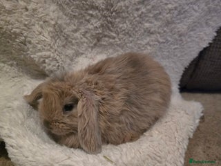 Mini Lion Lop rabbits Mini lop - Advert 2