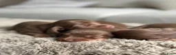 Miniature Dachshund dogs for sale: True beautiful miniature longhair dachshund  - Advert 14
