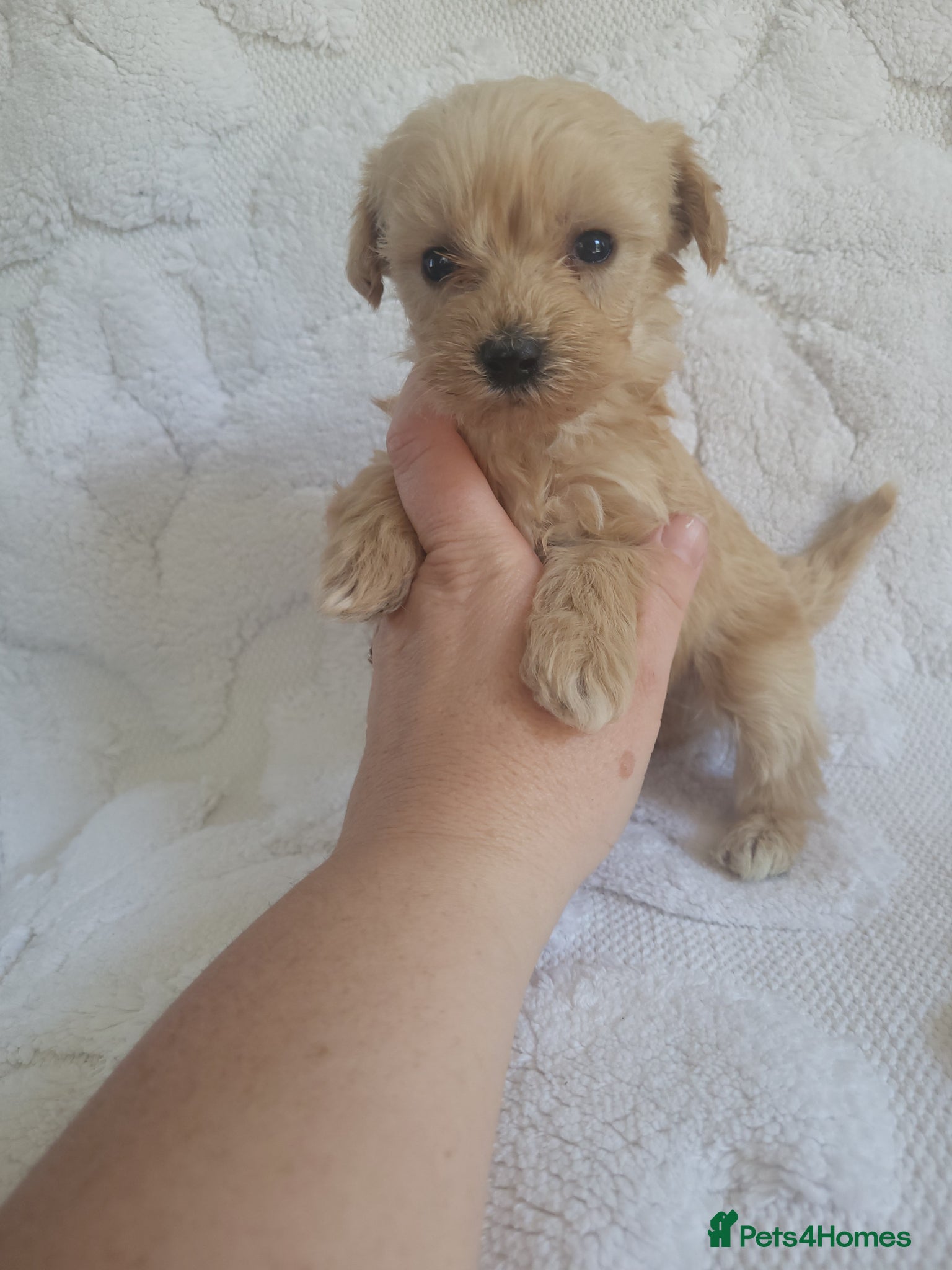 Morkie dogs Morkie puppies 5 🌟 licence breeder  - Advert 1
