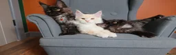 Maine Coon cats for sale: Maine coon 🧡🖤🩶 ready to leave - Advert 16