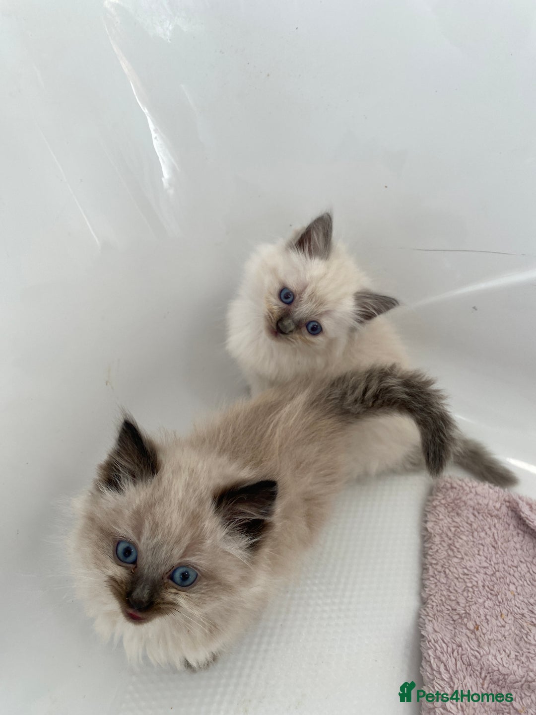 Ragdoll cats for sale: Ragdoll kittens  - Image 9