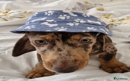 Miniature Dachshund dogs for sale: 2 gorgeous miniature dachshunds for adoption  - Image 2