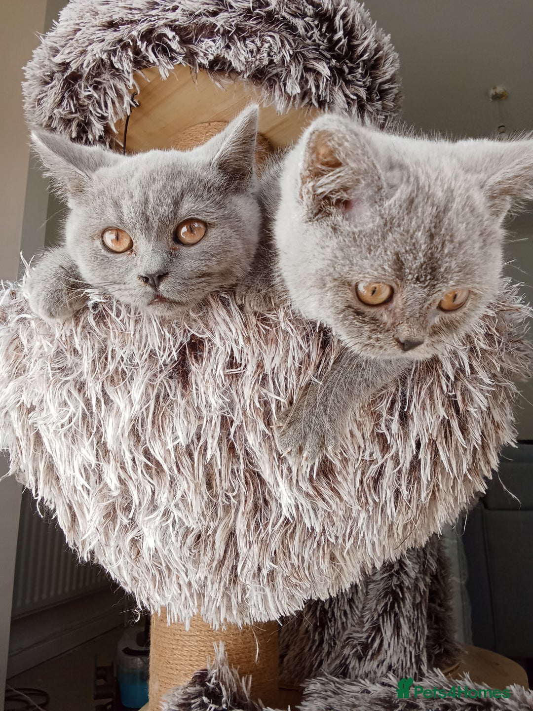 Brazilian Shorthair cats for sale: Beautiful blues Bristh short hair - Image 3
