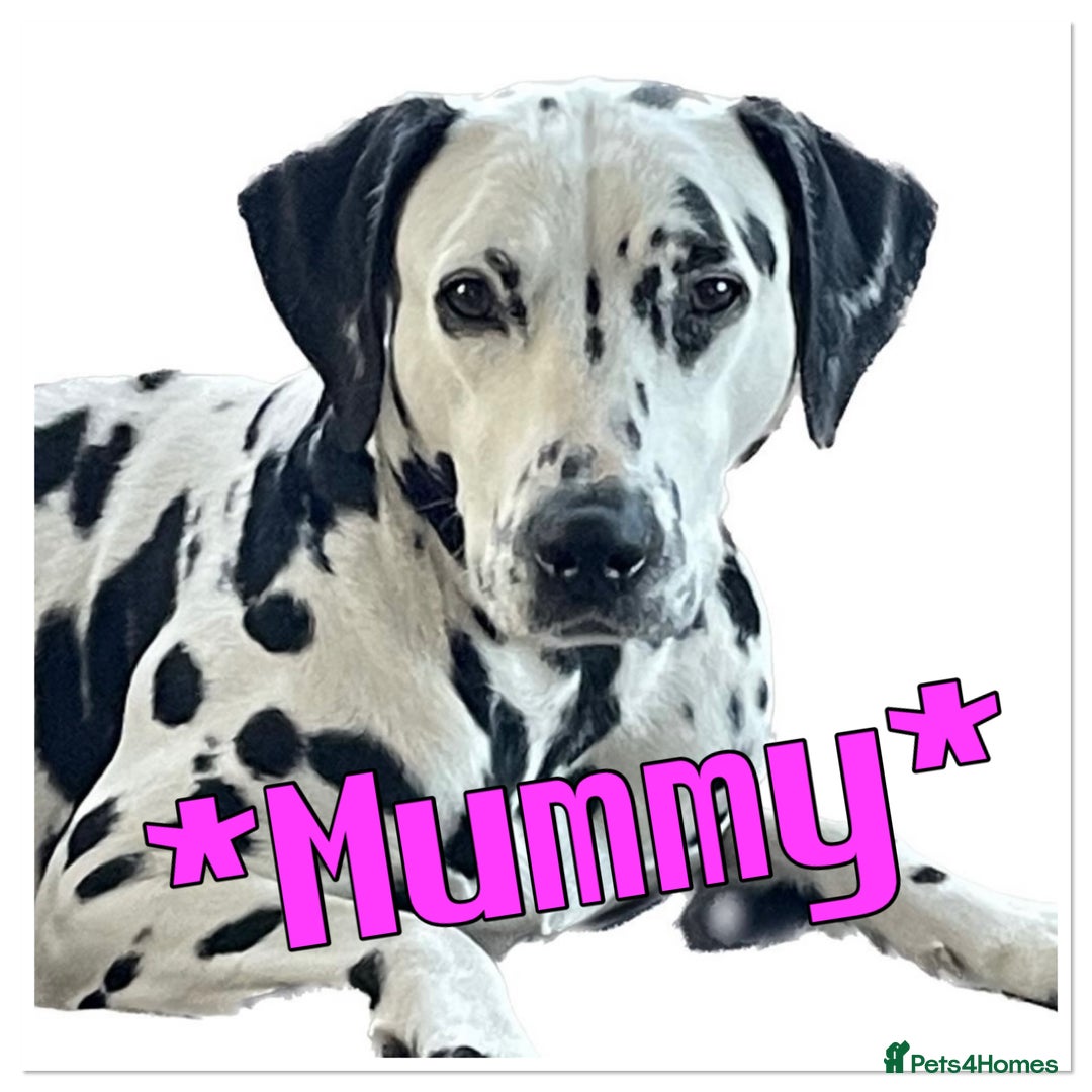 Dalmatian dogs for sale: Stunning Dalmatian puppies KC reg show winners - Image 10