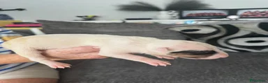 English Bull Terrier 3