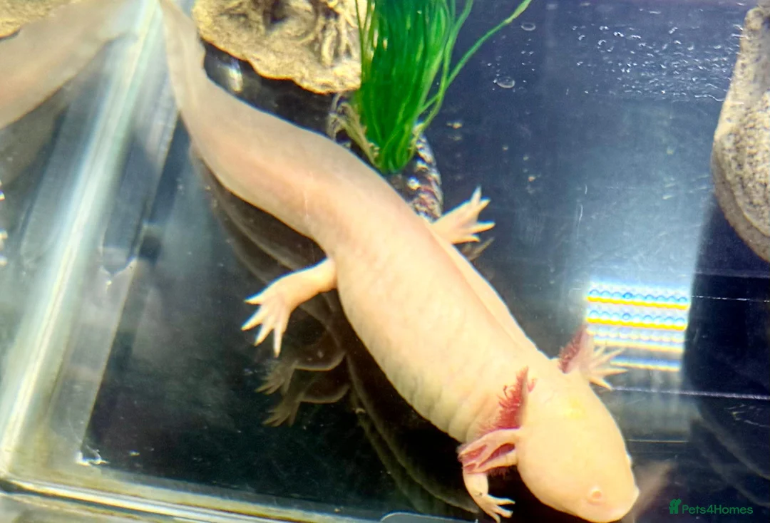 Axolotl reptiles for sale: 3.5 year old male axolotl + full set up for sale in Bristol - Advert 2