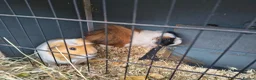 Guinea Pig rodents for sale: 2 Male guinea pig, FREE to good home  in Preston - Advert 4