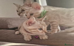 Bengal cats for sale: DorsetCats Artemis "Goddess Of The Hunt" - Rare Snow Genetic & Health Tested Bengal Kittens - Image 10
