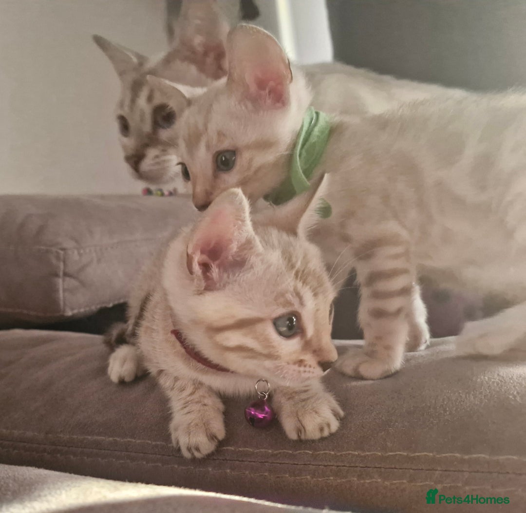 Bengal cats for sale: DorsetCats Artemis "Goddess Of The Hunt" - Rare Snow Genetic & Health Tested Bengal Kittens - Image 10