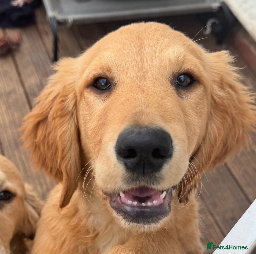 Golden Retriever dogs for sale: Beautiful KC dark gold healthy boys - Advert 1