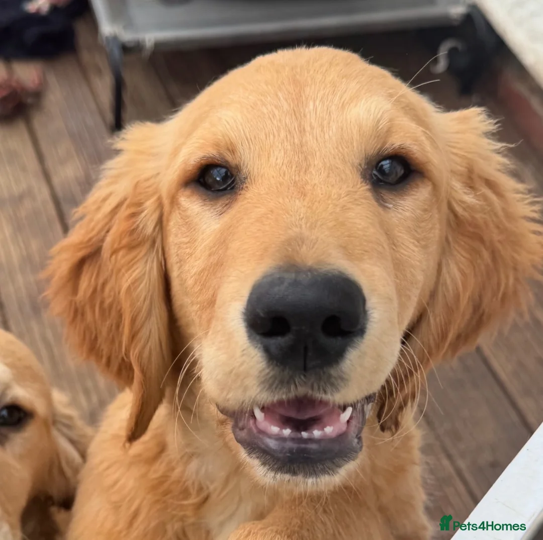 Golden Retriever dogs for sale: Beautiful KC dark gold healthy boys - Advert 2
