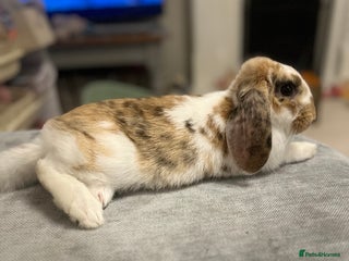 French Lop rabbits - Advert 2
