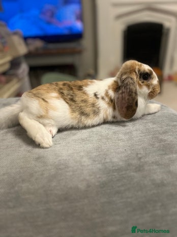 French Lop rabbits - Advert 7