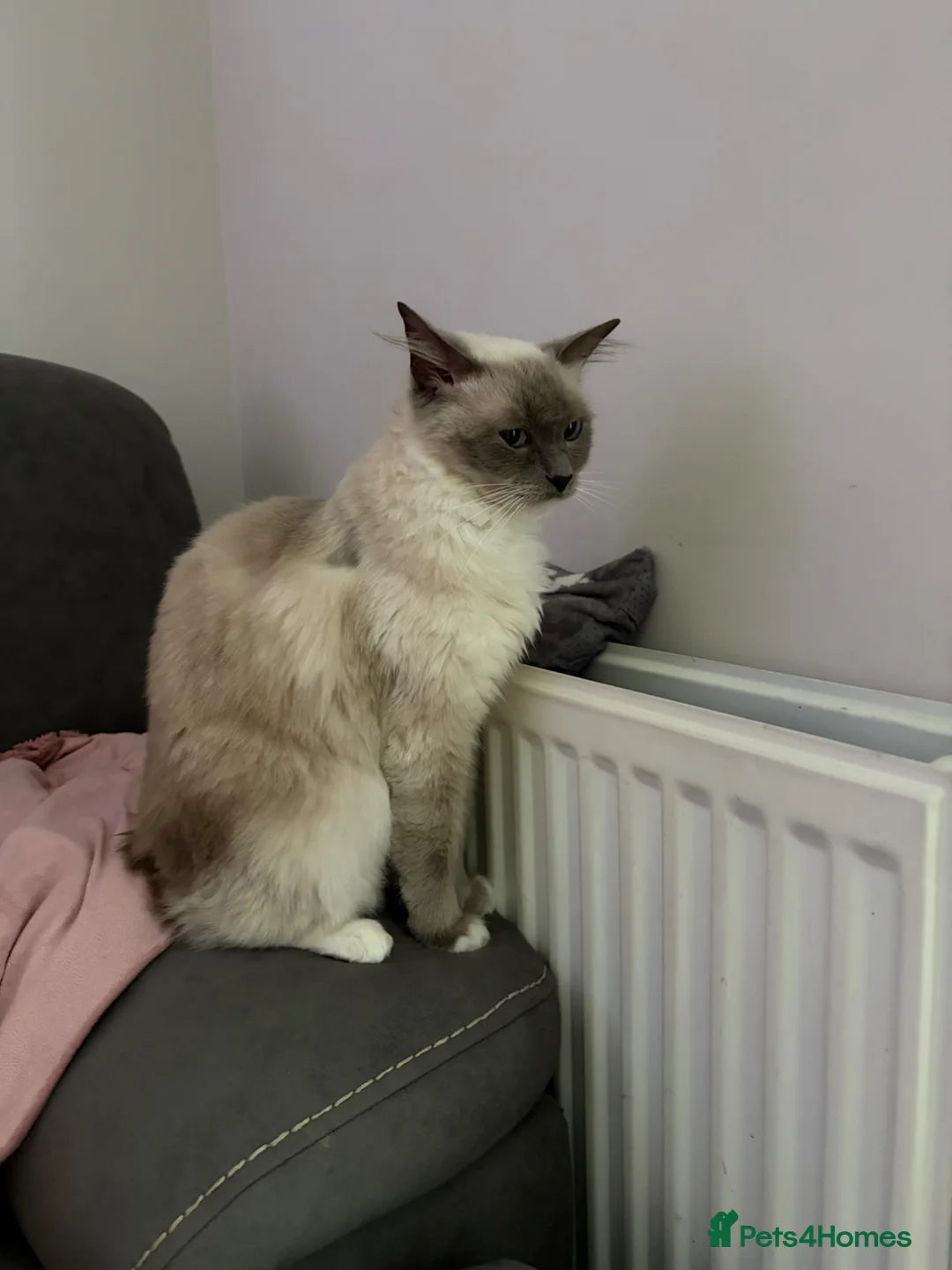 Ragdoll cats for sale: 2x Ragdolls and 1 Russian blue for sale  - Advert 4