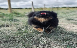 Pomeranian dogs for sale: 1.5 year old female Russian Pomeranian  - Image 8
