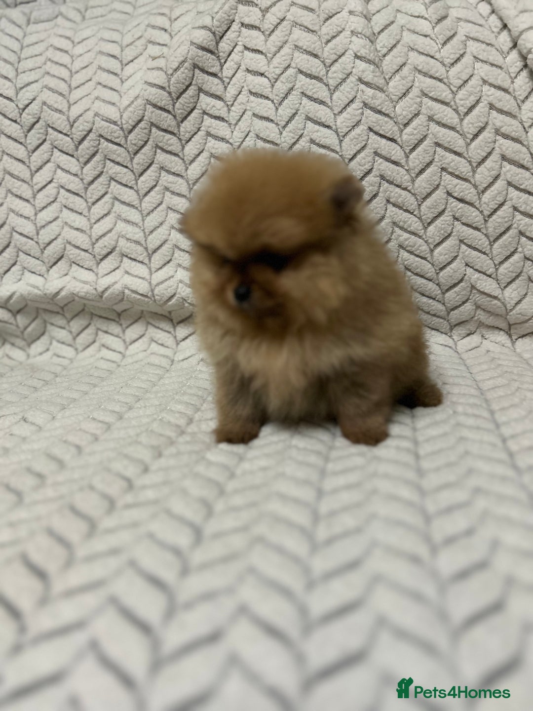 Pomeranian dogs for sale: Fabulous Pomeranian Girl Puppies  - Image 10