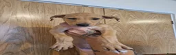 Lurcher dogs for sale: Alaunt x bullgrey lurchers in Dunfermline - Advert 3