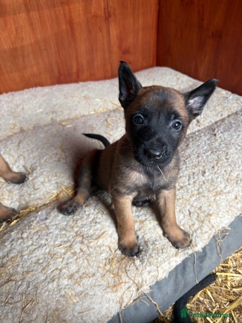 Belgian Shepherd Dog dogs for sale: **READY NOW** Belgian Mallinois Pups - Advert 34