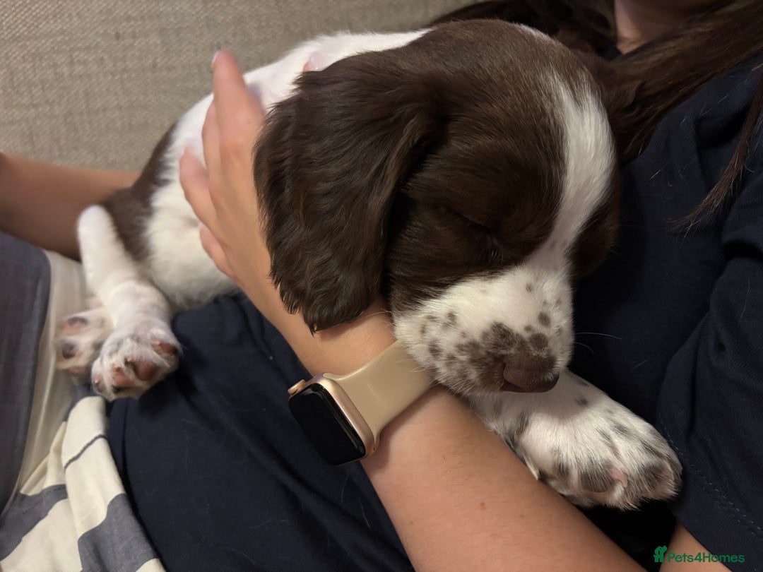 English Springer Spaniel dogs for sale: KENNEL CLUB Pedigree Springer Spaniel Puppies - Image 7