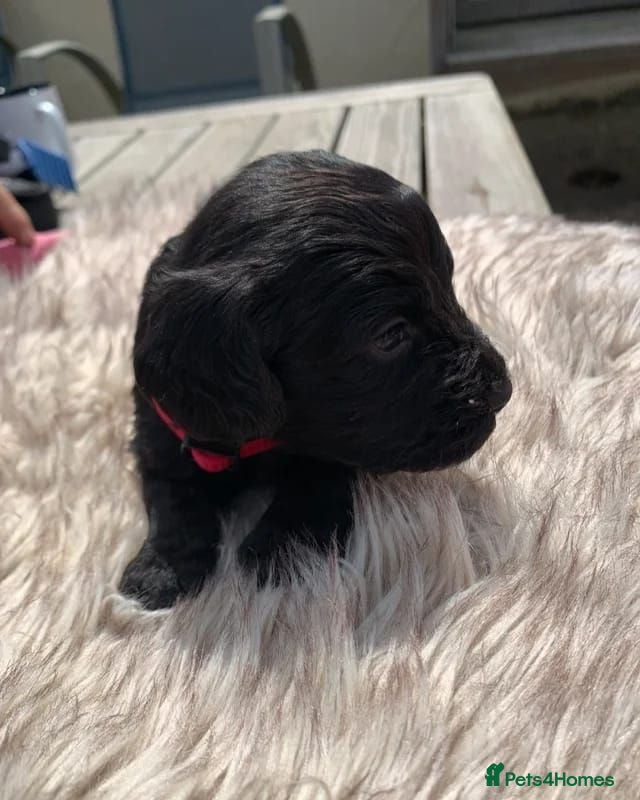 Cockapoo dogs STUNNING F1 COCKAPOO PUPS 1 GIRL 2 BOYS REMAINING - Advert 1