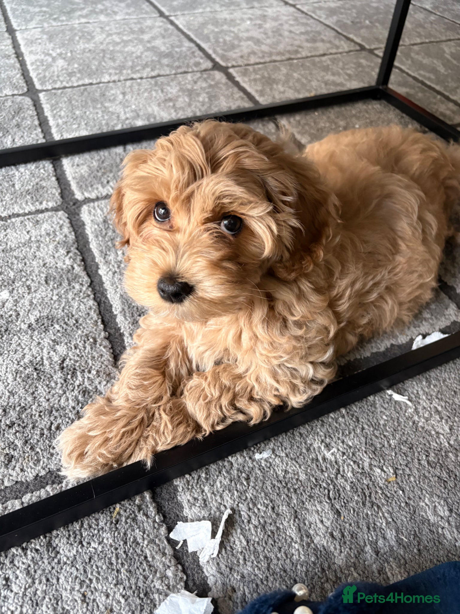 Maltipoo dogs Gorgeous maltipoo puppy for sale - Advert 1