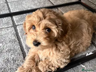 Maltipoo dogs Gorgeous maltipoo puppy for sale - Advert 3