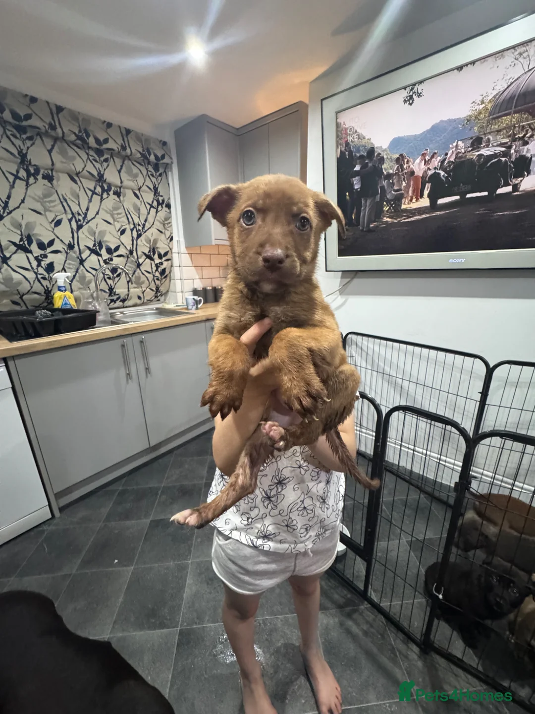 Mixed Breed dogs for sale: Ready to meet you new best friend  in Boston - Advert 9