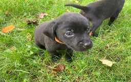 Labrador Retriever dogs for sale: Labrador Puppies from Working Parents - Image 16