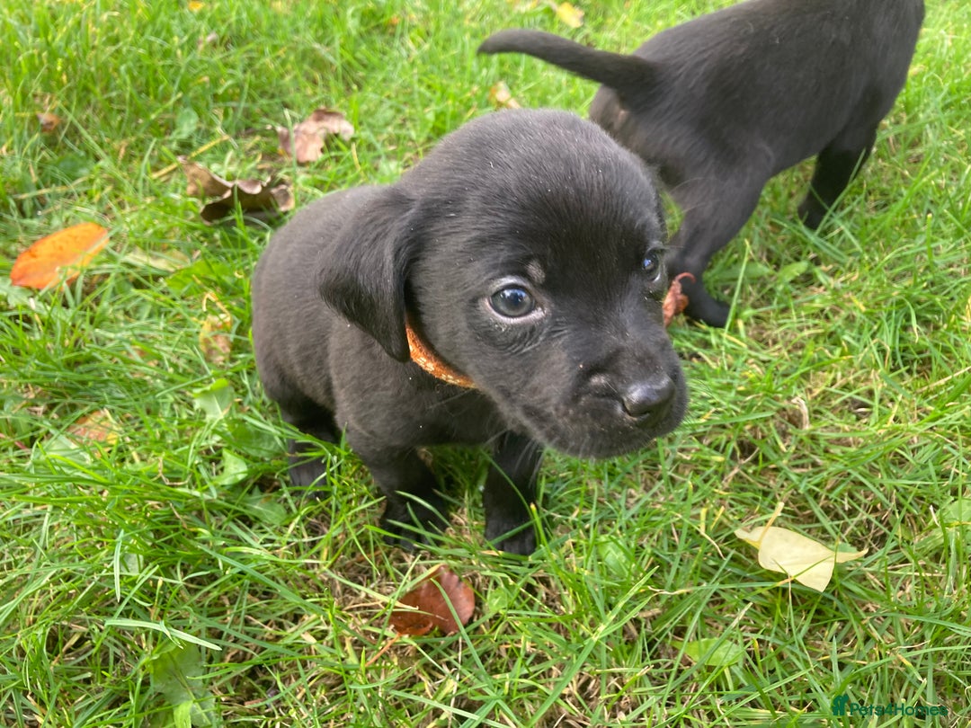 Labrador Retriever dogs for sale: Labrador Puppies from Working Parents - Image 16